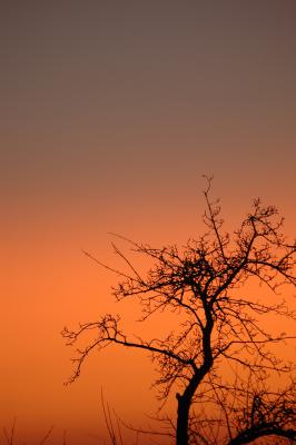 Baum im Abendrot