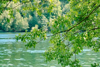 Ast einer Erle vor See