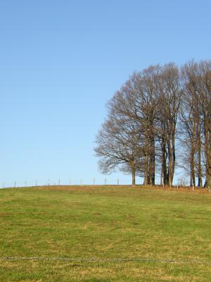 Baum auf Wiese 2