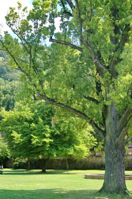 Baum im Park