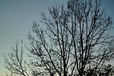 Baum in der Dämmerung 2