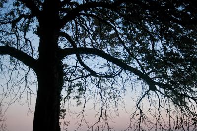 Baum in der Dämmerung