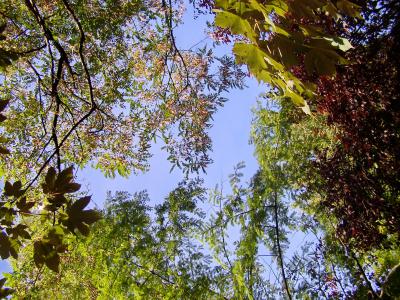 Blick in die Baumkronen