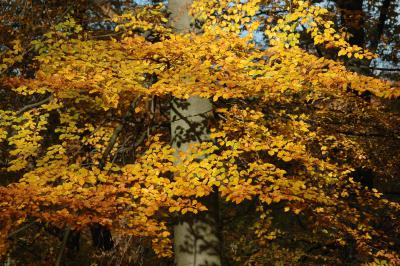 Gelbe Blätter am Baum