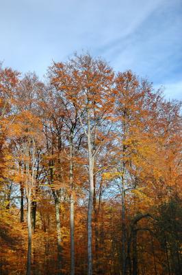 Herbstbäume 2