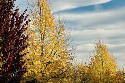 Herbstbäume 3