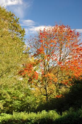 Herbstbäume 4