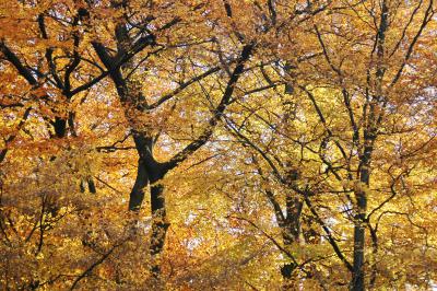 Herbstbäume