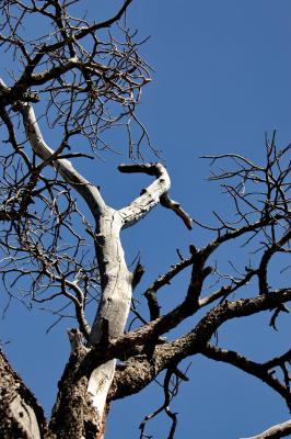 Vertrockneter Baum