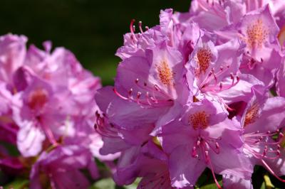 Rhododendron 10