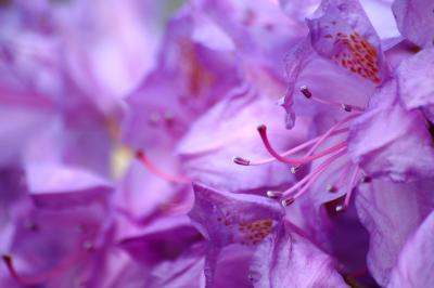Rhododendron 11