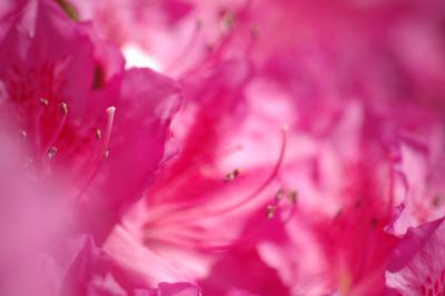 Rhododendron 12