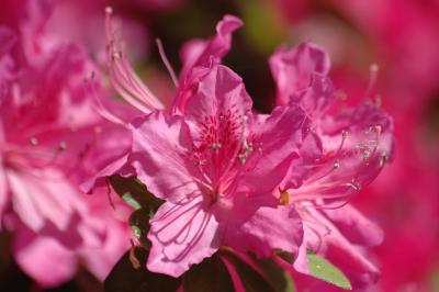 Rhododendron 13