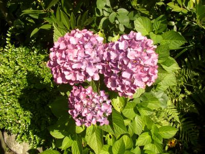 Hortensie 10