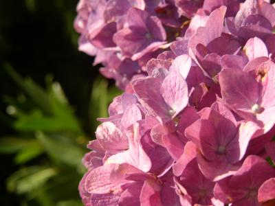 Hortensie 11