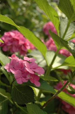 Hortensie 12
