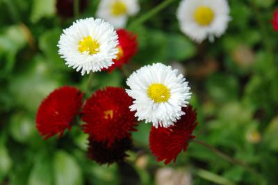 Bellis Perennis 2