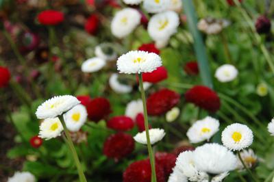 Bellis Perennis