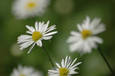 Gänseblümchen 10