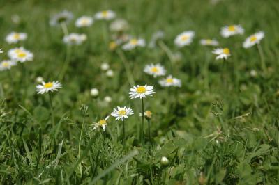 Gänseblümchen 11