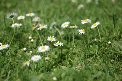 Gänseblümchen 12