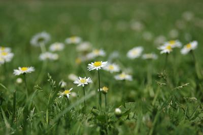 Gänseblümchen 13