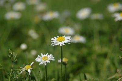 Gänseblümchen 14