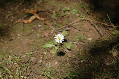 Gänseblümchen 15