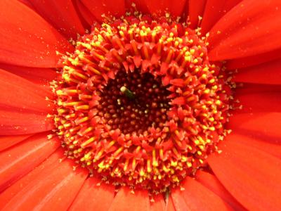 Gerbera 10