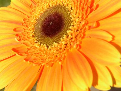 Gerbera 11