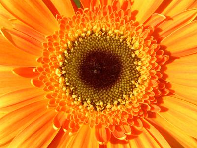 Gerbera 12