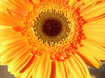 Gerbera 13