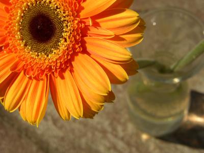 Gerbera 14