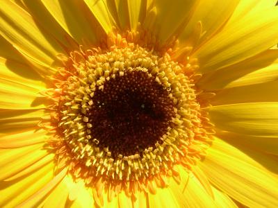 Gerbera 15