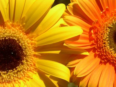 Gerbera 16