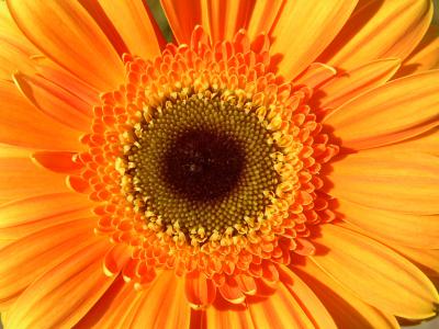 Gerbera 17