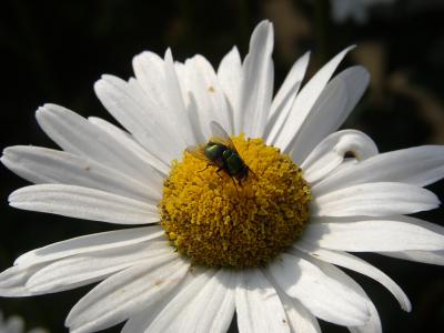 Margerite mit Fliege