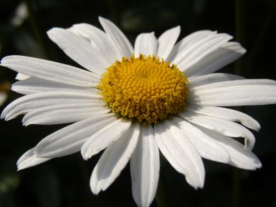 Margerite