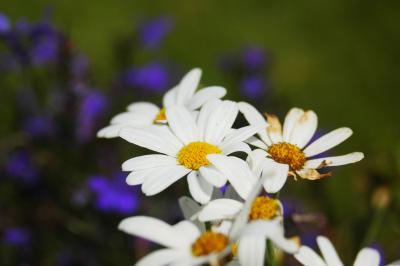 Margeriten 11
