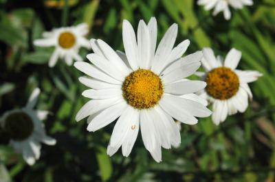 Margeriten 12