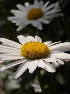 Margeriten 13