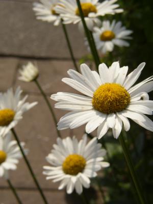 Margeriten 14