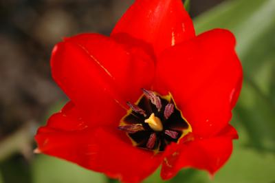 Tulpe 10