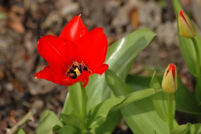 Tulpe 11