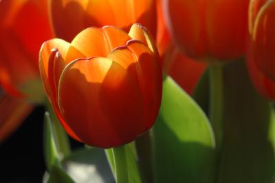 Tulpe 12