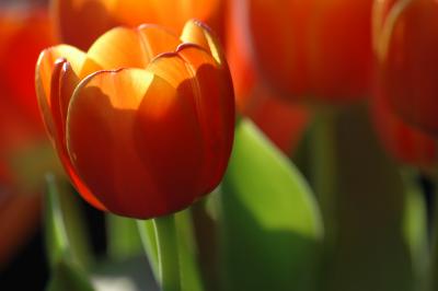 Tulpe 13