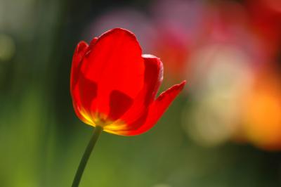 Tulpe 14