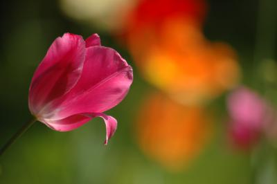Tulpe 15