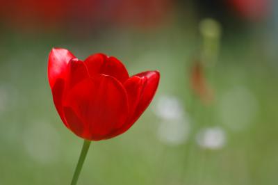 Tulpe 16