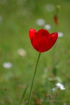 Tulpe 17
